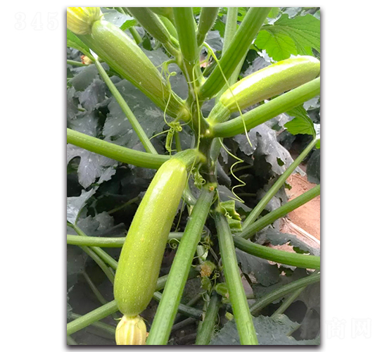 �ľGһ̖F1-�����J�N��-Ψ�r�N�I