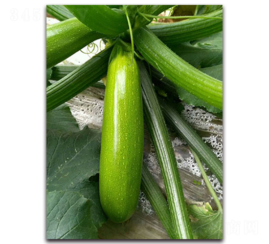 �¾G��F1-�����J�N��-Ψ�r�N�I