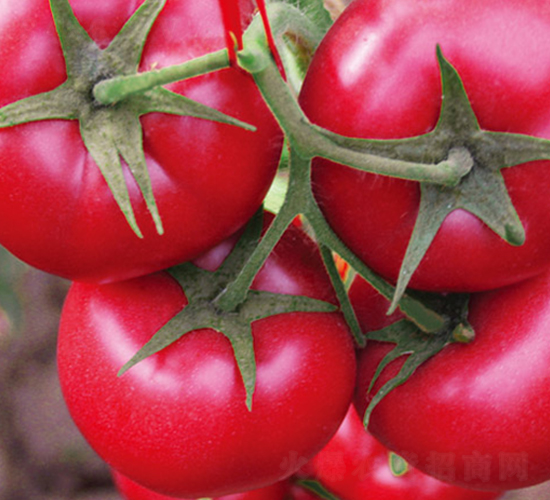 ����8̖F1-�۹����ѷN��-Ψ�r�N�I