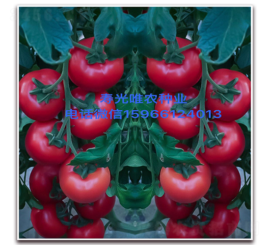 ȫ������F1-�۹����ѷN��-Ψ�r�N�I