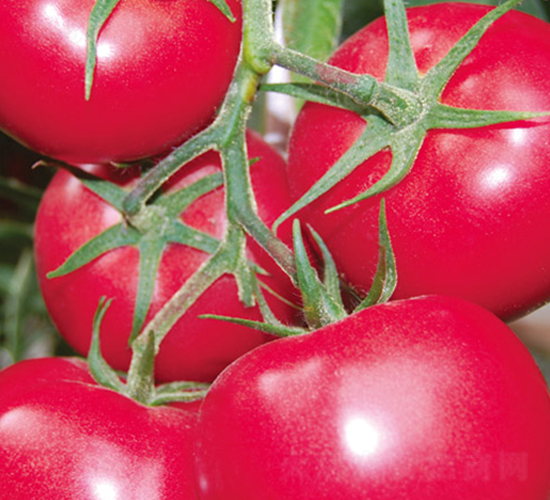 �e��519F1-�۹����ѷN��-Ψ�r�N�I