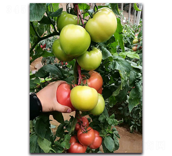 ����380F1-�۹����ѷN��-Ψ�r�N�I