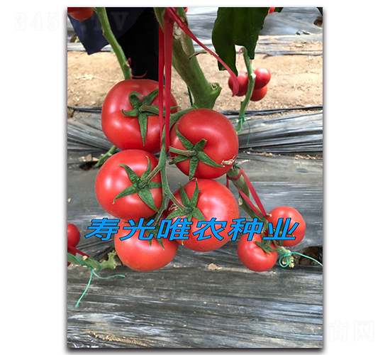 ������F1-�۹����ѷN��-Ψ�r�N�I