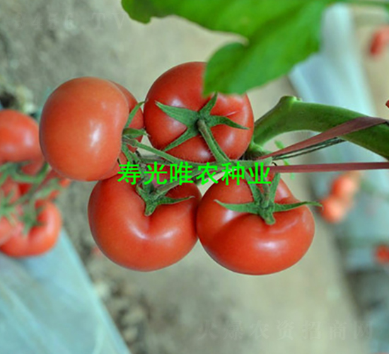 ����350F1-�۹����ѷN��-Ψ�r�N�I