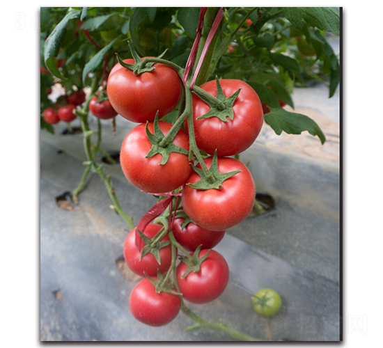 ����6̖F1-�۹����ѷN��-Ψ�r�N�I