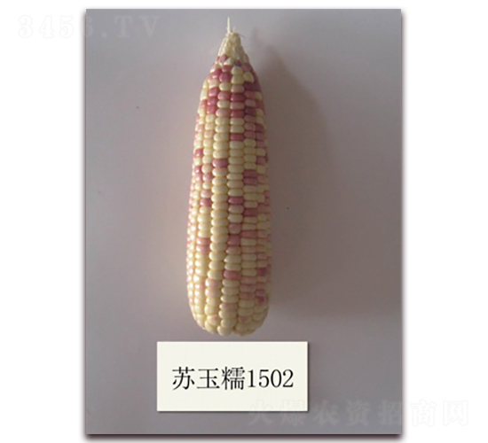 �K��Ŵ1502̖-Ŵ���׷N��-�к̷N�I