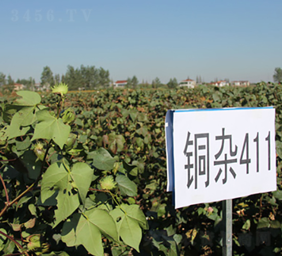 �~�s411-�޻��N��-�к̷N�I