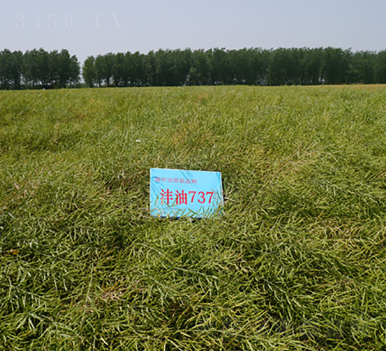 ����737-�Ͳ˷N��-�к̷N�I