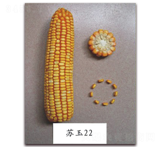 �K��22̖-���׷N��-�к̷N�I