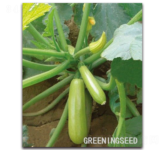 早玉-西葫蘆種子-亙青