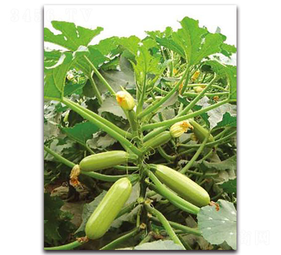 ����-�����J�N��-����