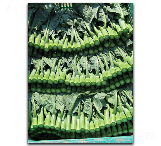 名人-芥藍種子-亙青