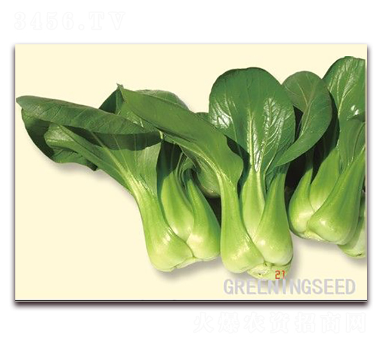 ����-�๣�˷N��-����