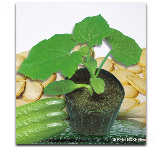 ����-��ľ�N��-����