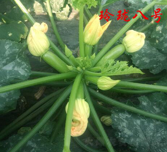 �ᭇ��̖-�����J�N��-�r���r�I