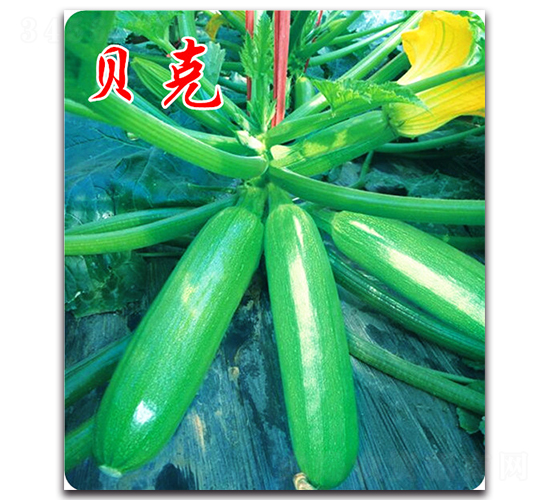 ؐ��-�����J�N��-�r���r�I