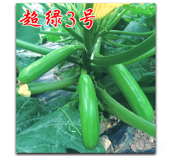 ���G3̖-�����J�N��-�r���r�I