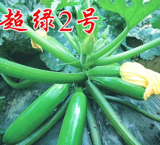 ���G2̖-�����J�N��-�r���r�I