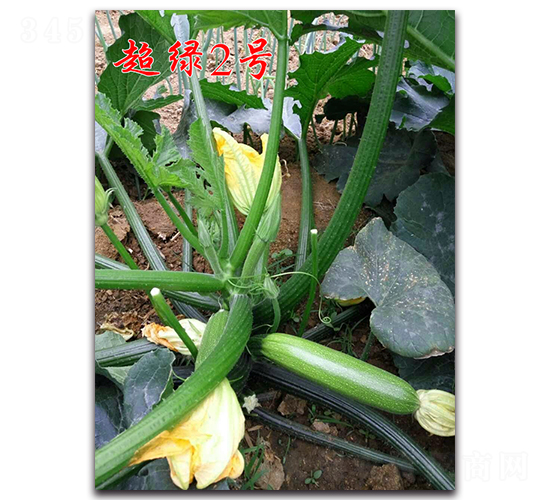 ���G2̖-�͟������J�N��-�r���r�I