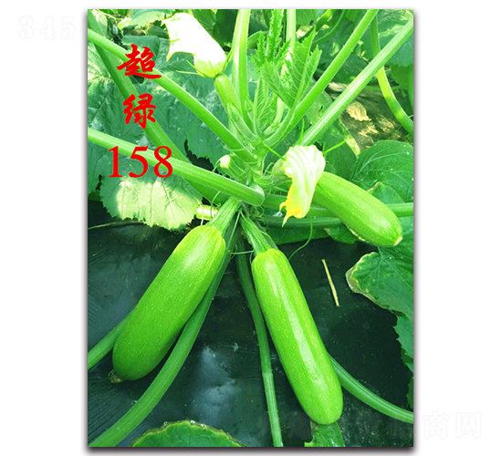 ���G158-�����������J�N��-�r���r�I