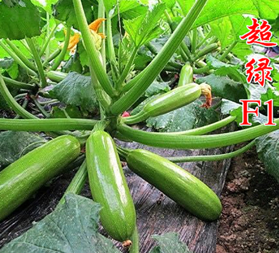 ���GF1-�����J�N��-�r���r�I