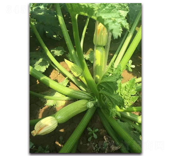 ���G3̖-���ӿ����������J-�r���r�I