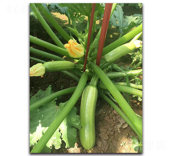 ���G3̖-�������ӹ��������J�N��-�r���r�I