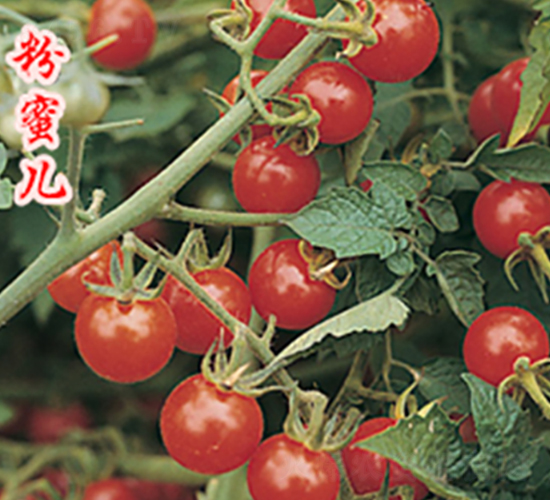 ���ۃ�-���ҷ��ѷN��-�r���r�I