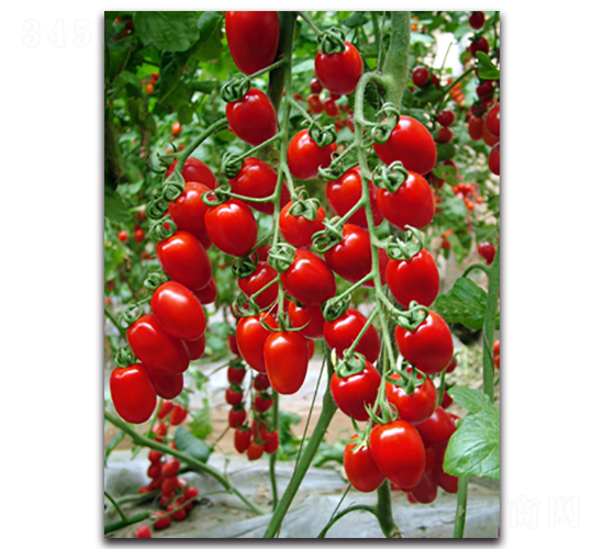 ����ʺ�1̖-���ѷN��-�r���r�I