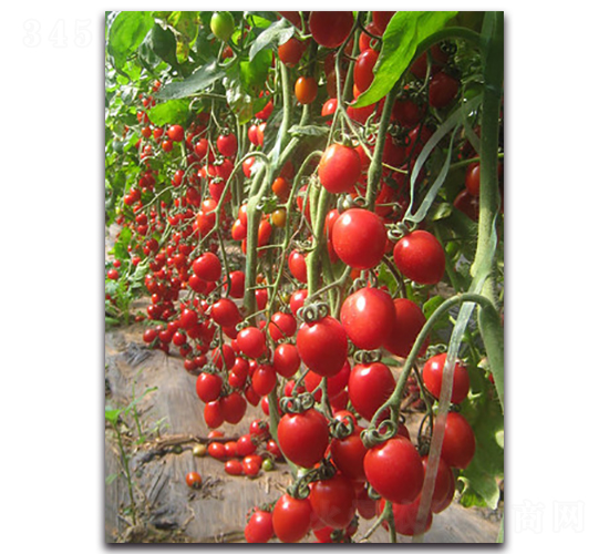 �����F��2̖-���ѷN��-�r���r�I