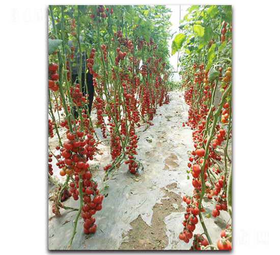 �����F��F1-���ѷN��-�r���r�I