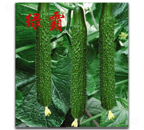 綠霸-黃瓜種子-農人農業