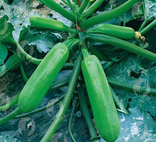 中創冬美-西葫蘆種子-中創智豐