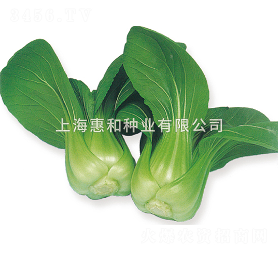 夏王-青菜種子-惠和種業