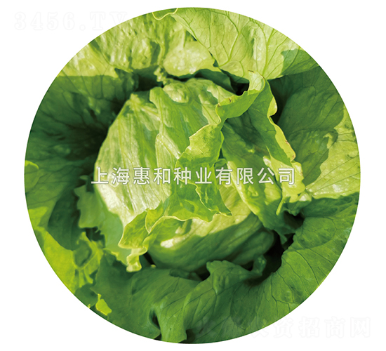 優(yōu)湖801-生菜種子-惠和種業(yè)