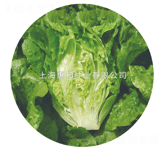 綠雅-生菜種子-惠和種業