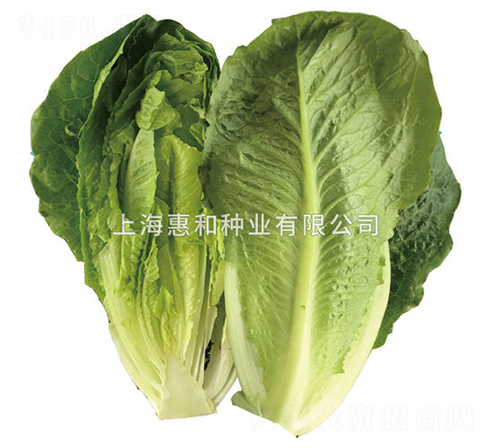 綠欏-生菜種子-惠和種業(yè)