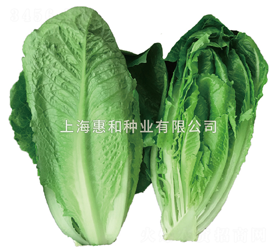 綠神-生菜種子-惠和種業(yè)