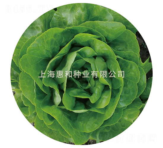 綠蝶-生菜種子-惠和種業(yè)