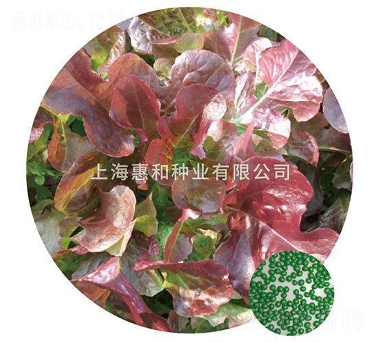 紫橡葉-生菜種子-惠和種業(yè)