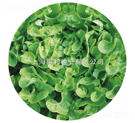 綠珊瑚-生菜種子-惠和種業(yè)