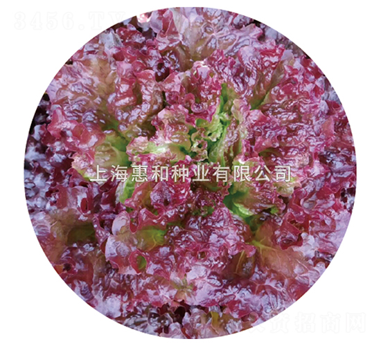 紫艷-生菜種子-惠和種業