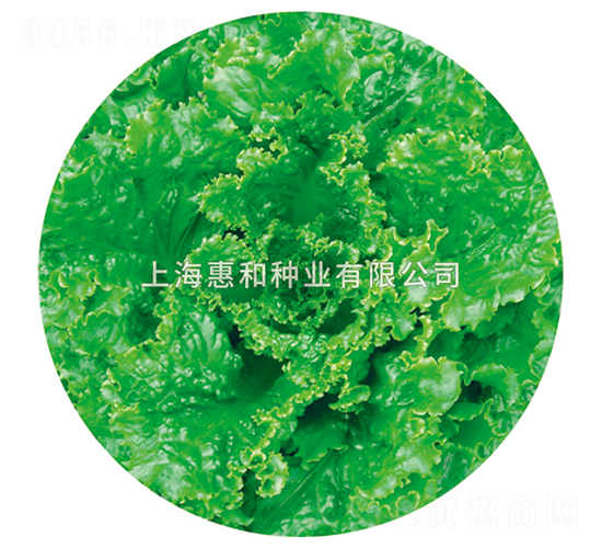 瑪麗娜-生菜種子-惠和種業(yè)