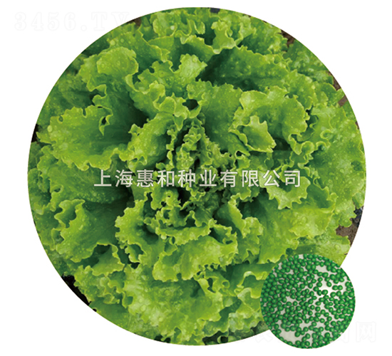 秀美-生菜種子-惠和種業