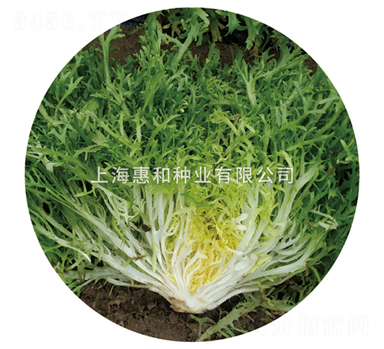 小葉苦苣-苦苣種子-惠和種業(yè)