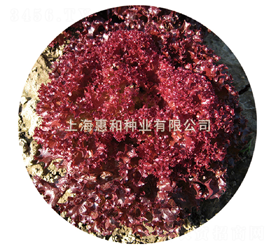 紫霞-生菜種子-惠和種業(yè)