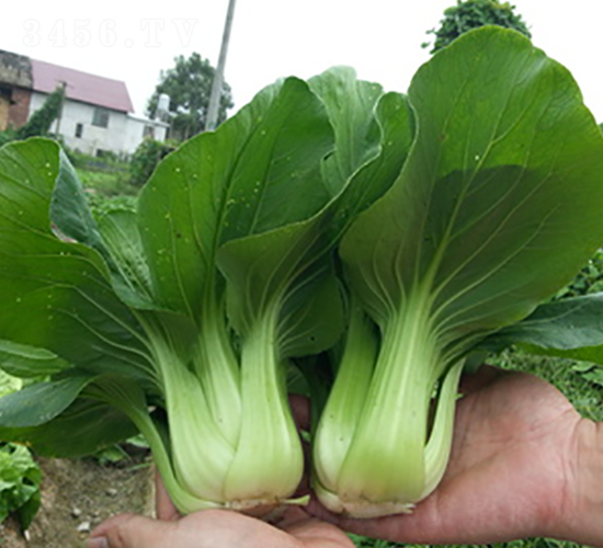 味美2號-青梗菜種子-湘妹子農業