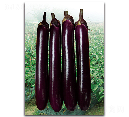 紫紅長茄-茄子種子-湘妹子農(nóng)業(yè)