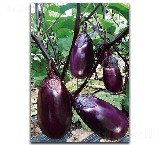 ����t��-���ӷN��-�������r�I