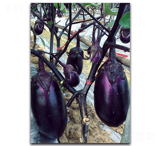 紫紅圓茄-茄子種子-湘妹子農業